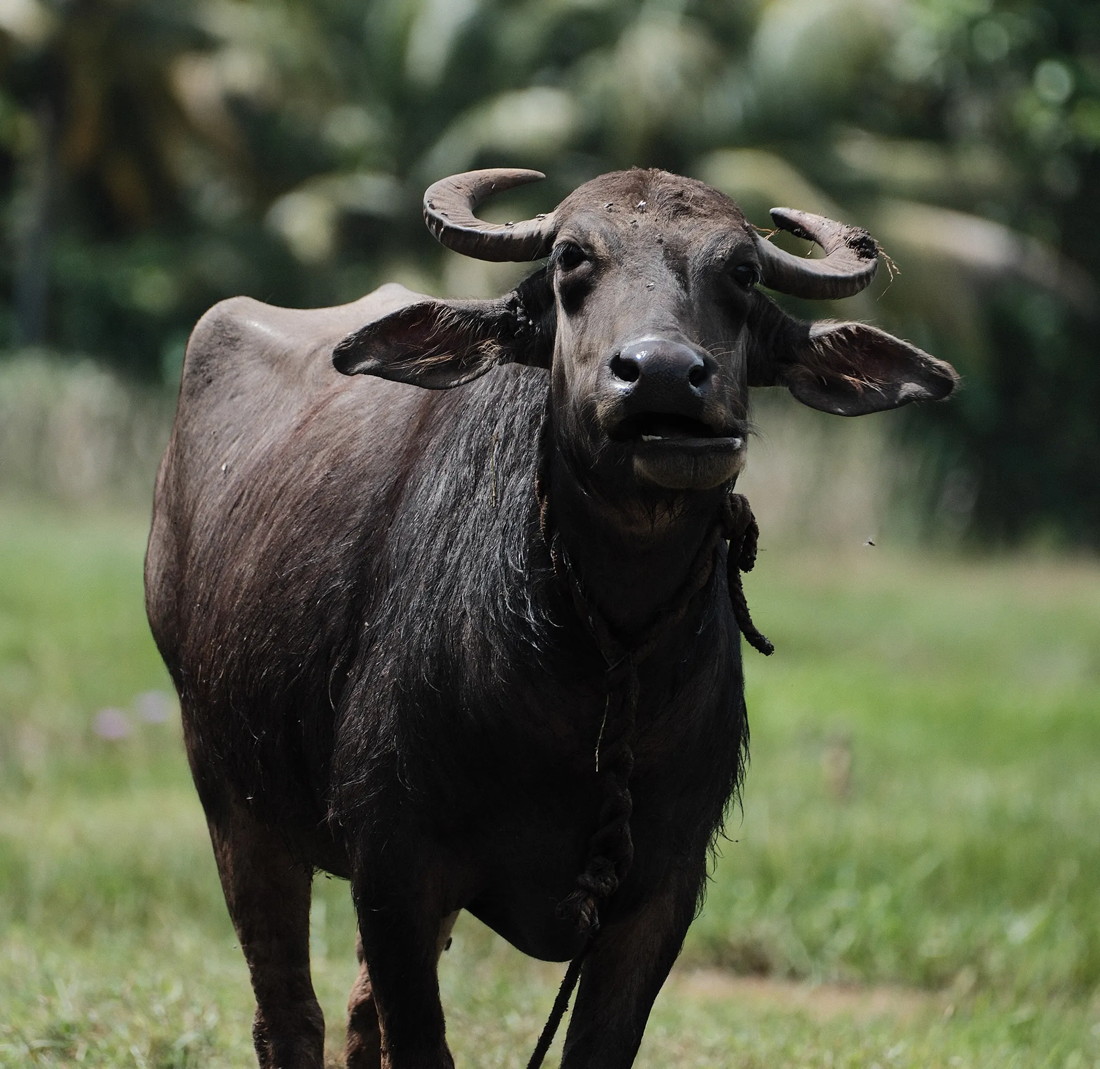 water-buffalo-2160